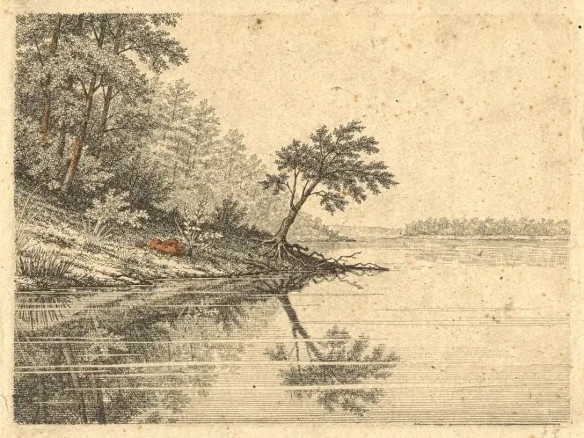 A narrow wooded point reaching into still water, with one low leaning tree at its tip.